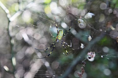 Bu bir Kore böcek örümceği..