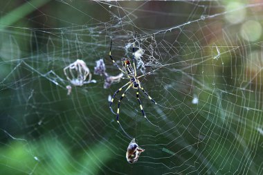 Bu bir Kore böcek örümceği..