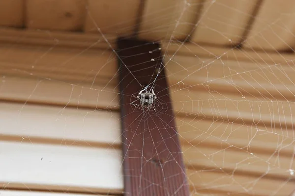 Korean Insect Spider — Stock Photo, Image