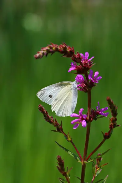 Sie Sind Koreanische Insektenschmetterlinge — Stockfoto