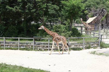 Bu Kore hayvanat bahçesindeki bir zürafa.