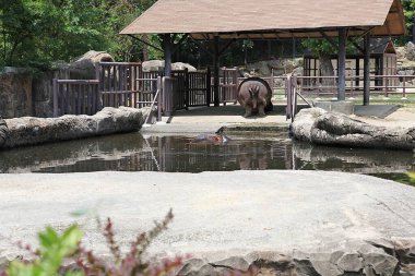 Bu bir su aygırı. Kore hayvanat bahçesi.