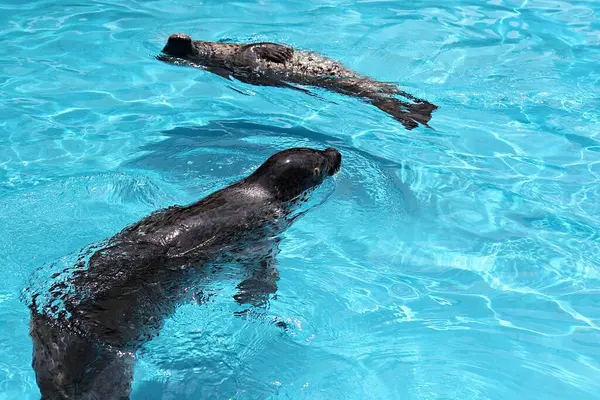 これは韓国の動物園のアザラシです — ストック写真