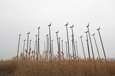 Siheung gaetgol ekolojik parkı Kore