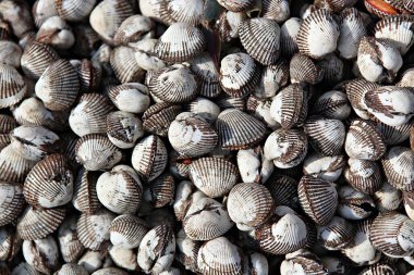 Kore yapımı bir istiridye.