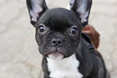 Parkta egzersiz yapan bir köpek.