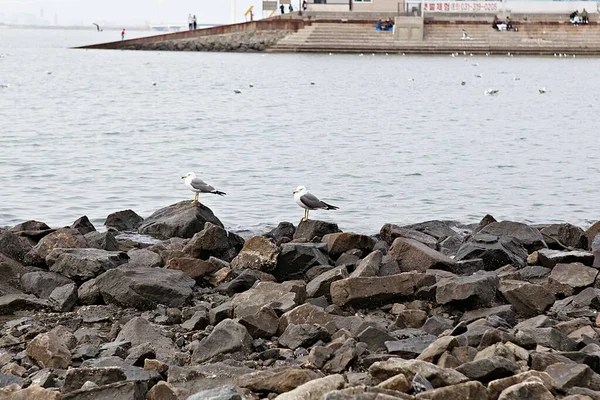 this is a picture of korean seagulls eating snacks from people