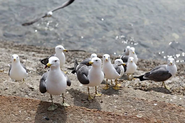 this is a picture of korean seagulls eating snacks from people
