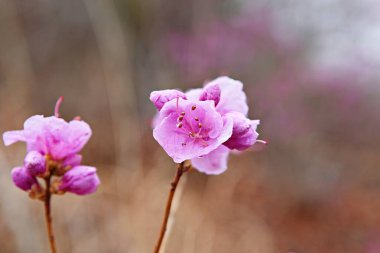  Kore parkında bir çiçek..