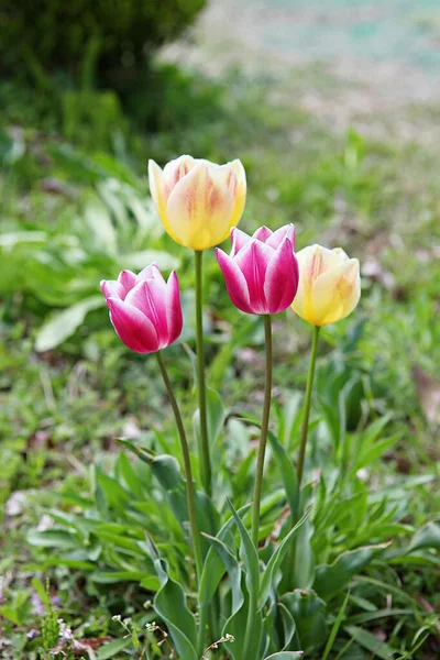 Est Une Fleur Dans Parc Coréen — Photo