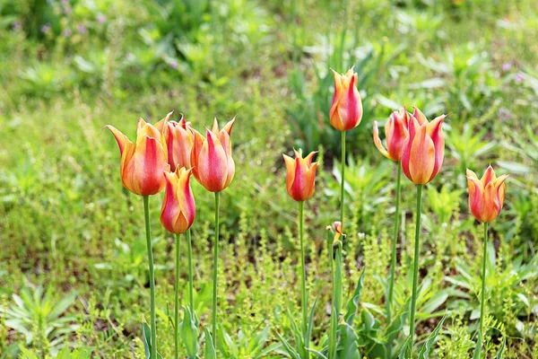 Una Flor Parque Korea —  Fotos de Stock