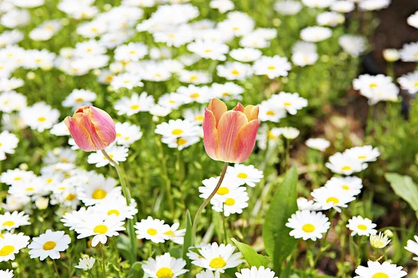 Jest Kwiat Koreañskim Parku — Zdjęcie stockowe