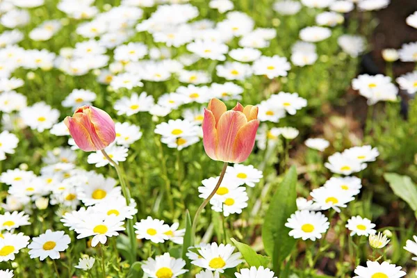 Est Une Fleur Dans Parc Coréen — Photo