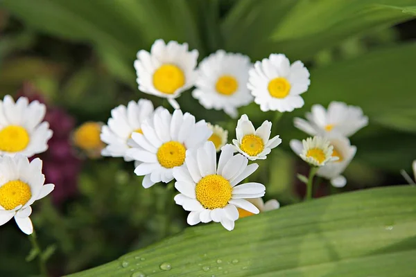 Uma Flor Parque Coréia — Fotografia de Stock