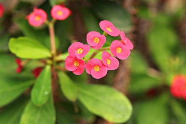  It's a cactus from the Korean Botanical Garden.