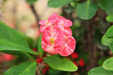  It's a cactus from the Korean Botanical Garden.