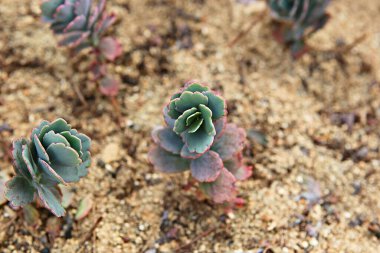  It's a cactus from the Korean Botanical Garden.