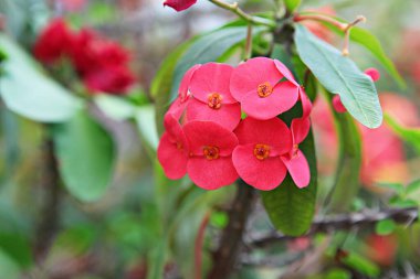  It's a cactus from the Korean Botanical Garden.