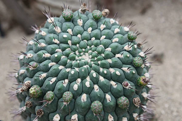 Cactus Korean Botanical Garden — Stok fotoğraf