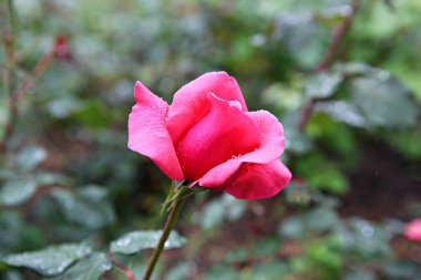  Kore parkında bir çiçek..