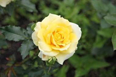  Kore parkında bir çiçek..