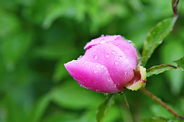 韓国公園の花です — ストック写真