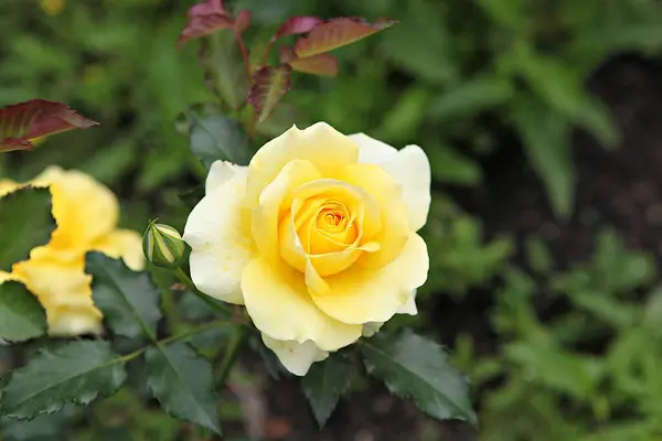 Uma Flor Parque Coréia — Fotografia de Stock