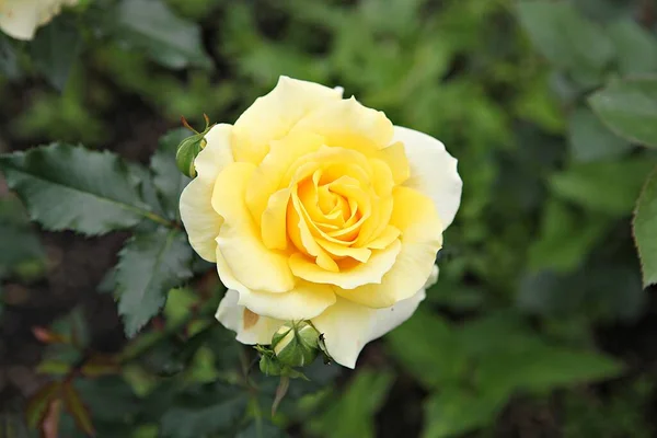 Uma Flor Parque Coréia — Fotografia de Stock