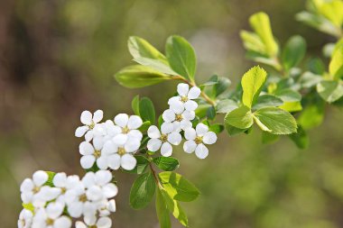  Kore parkında bir çiçek..