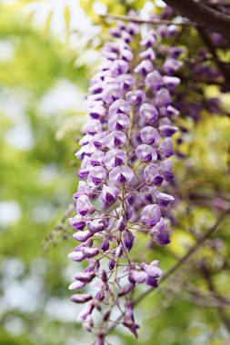  Kore parkında bir çiçek..