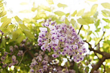  Kore parkında bir çiçek..