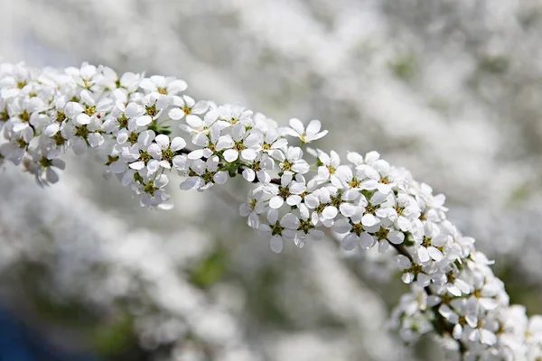 Ist Eine Blume Koreanischem Park — Stockfoto