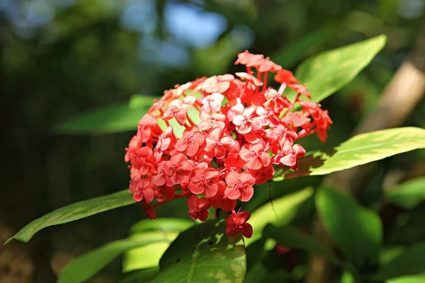 Flower Korea Park — Stock Photo, Image