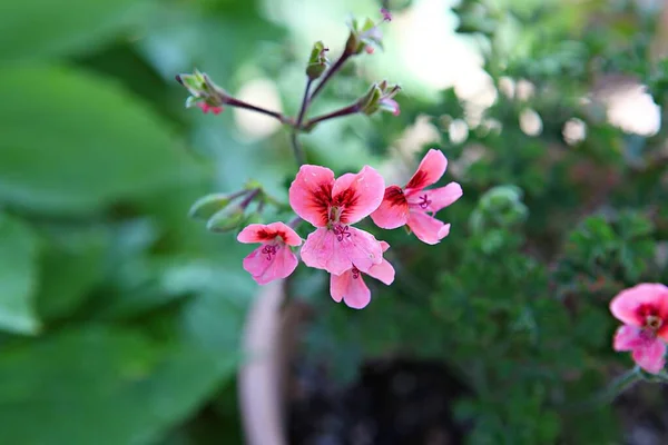 Uma Flor Parque Coréia — Fotografia de Stock