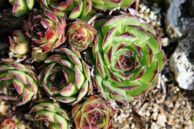  Kore parkında bir çiçek..