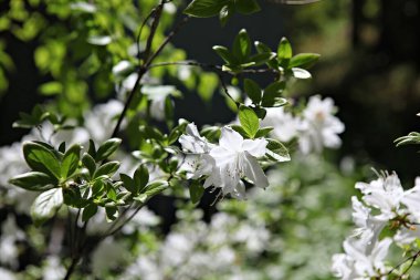  Kore parkında bir çiçek..