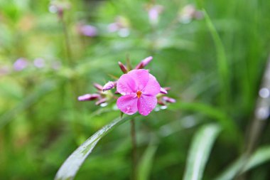  Kore parkında bir çiçek..