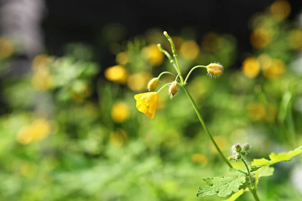 Uma Flor Parque Coréia — Fotografia de Stock