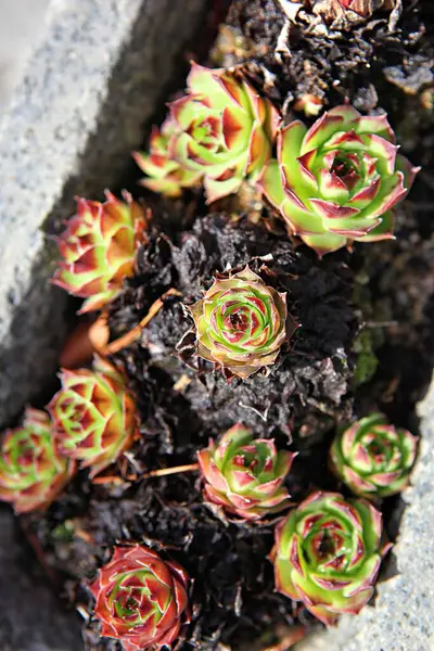 Uma Flor Parque Coréia — Fotografia de Stock