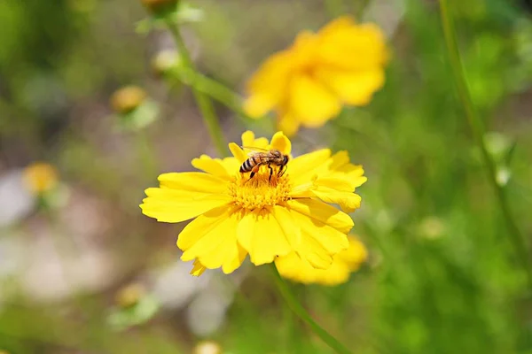 Una Flor Parque Korea —  Fotos de Stock