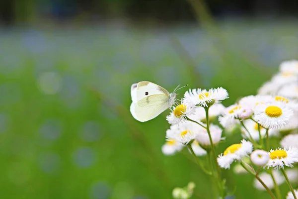 Uma Flor Parque Coréia — Fotografia de Stock