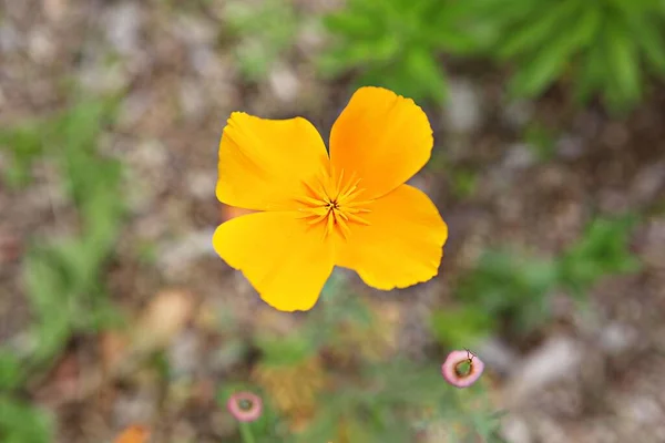 Het Een Bloem Korea Park — Stockfoto