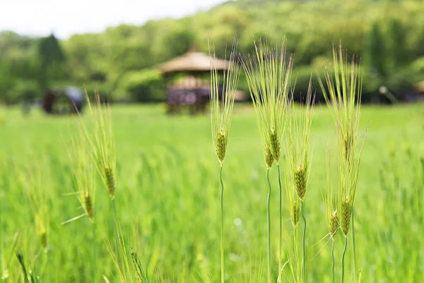 Korean Food Barley — Stock Photo, Image