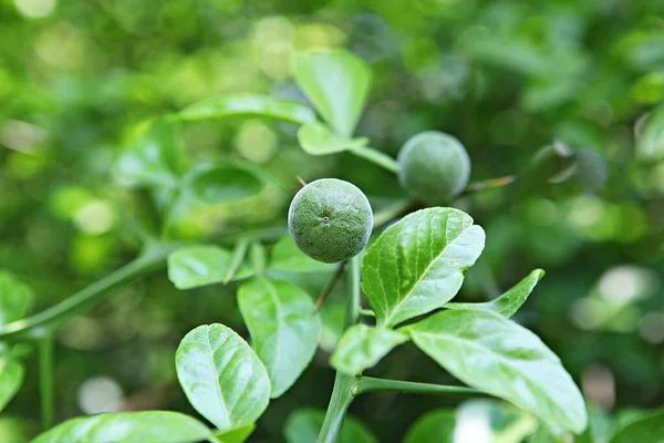 Trifoliado Coreano Alimentos —  Fotos de Stock