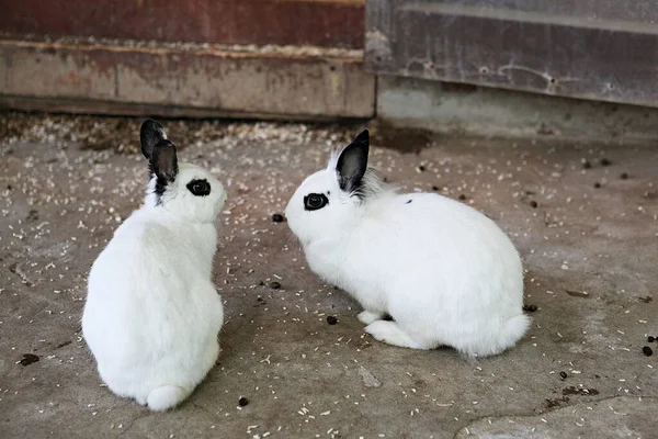 Jestem Królikiem Koreańskiego Zoo — Zdjęcie stockowe