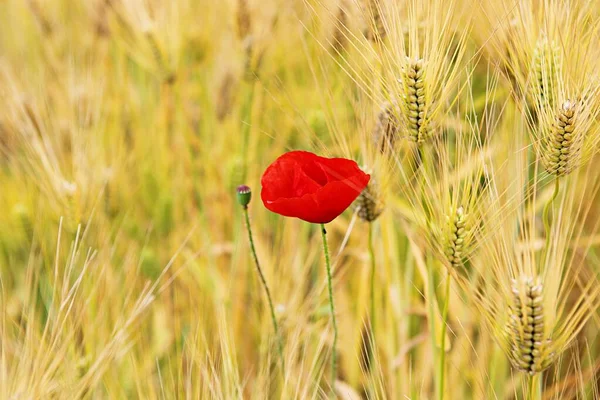 Est Une Fleur Dans Parc Coréen — Photo