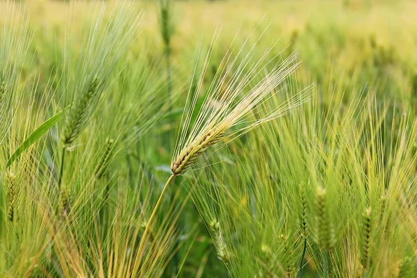 Kore Arpası — Stok fotoğraf