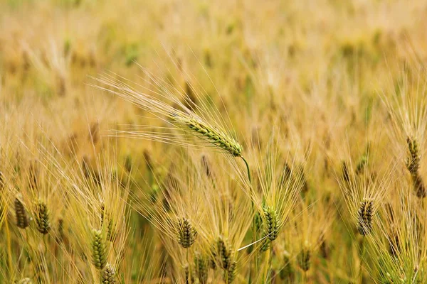 Kore Arpası — Stok fotoğraf