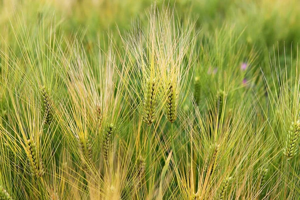 Korean Food Barley — Stock Photo, Image