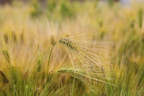 Kore Arpası — Stok fotoğraf